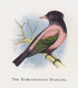The Rose-Coloured Starling by Alexander Francis Lydon